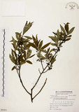 中文名:山胡椒(S085951)學名:Litsea cubeba (Lour.) Pers.(S085951)英文名:Moutain Spicy Tree