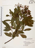 中文名:香楠(S019970)學名:Machilus zuihoensis Hayata(S019970)英文名:Incense Machilus, Incense Nanmu