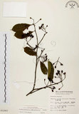 中文名:臺灣石楠(S012907)學名:Pourthiaea lucida Decaisne(S012907)英文名:Taiwan Photinia