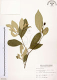 中文名:石苓舅(S010376)學名:Glycosmis citrifolia (Willd.) Lindl.(S010376)英文名:Malay Glycosmis