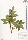 中文名:石苓舅(S014551)學名:Glycosmis citrifolia (Willd.) Lindl.(S014551)英文名:Malay Glycosmis