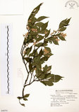 中文名:烏皮九芎 (S048791)學名:Styrax formosana Matsum.(S048791)中文別名:奮起湖野茉莉英文名:Formosam snow-bell