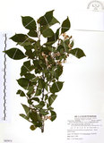 中文名:烏皮九芎 (S085975)學名:Styrax formosana Matsum.(S085975)中文別名:奮起湖野茉莉英文名:Formosam snow-bell