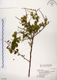 中文名:灰木(S019980)學名:Symplocos chinensis (Lour.) Druce(S019980)英文名:Sapphire berry sweet leaf
