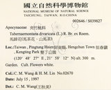 中文名:南洋馬蹄花(S039827)學名:Tabernaemontana pandacaqui Poir.(S039827)