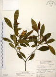 中文名:南洋馬蹄花(S039827)學名:Tabernaemontana pandacaqui Poir.(S039827)