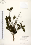 中文名:鐵冬青 (S007256)學名:Ilex rotunda Thunb.(S007256)英文名:Chinese holly