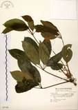 中文名:鵝掌柴 (S047180)學名:Schefflera octophylla (Lour.) Harms(S047180)中文別名:江某、鴨腳樹英文名:Common schefflera