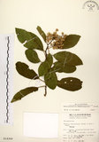 中文名:厚殼樹(S014369)學名:Ehretia acuminata R. Br.(S014369)