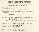 中文名:厚殼樹(S014370)學名:Ehretia acuminata R. Br.(S014370)