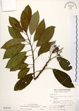 中文名:厚殼樹(S014370)學名:Ehretia acuminata R. Br.(S014370)