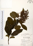 中文名:厚殼樹(S051063)學名:Ehretia acuminata R. Br.(S051063)