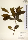 中文名:珊瑚樹 (S010357)學名:Viburnum odoratissimum Ker(S010357)英文名:Sweet Viburnum