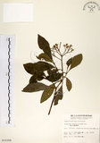 中文名:珊瑚樹 (S010358)學名:Viburnum odoratissimum Ker(S010358)英文名:Sweet Viburnum