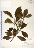 中文名:珊瑚樹 (S010359)學名:Viburnum odoratissimum Ker(S010359)英文名:Sweet Viburnum