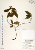 中文名:南仁五月茶(S011062)學名:Antidesma hiiranense Hayata(S011062)英文名:Hengchun China Laurel