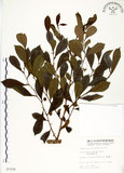 中文名:細葉饅頭果 (S007258)學名:Glochidion rubrum Blume(S007258)英文名:Common Glochidion