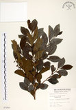 中文名:細葉饅頭果 (S007259)學名:Glochidion rubrum Blume(S007259)英文名:Common Glochidion