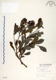 中文名:細葉饅頭果 (S007260)學名:Glochidion rubrum Blume(S007260)英文名:Common Glochidion