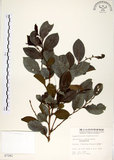 中文名:細葉饅頭果 (S007261)學名:Glochidion rubrum Blume(S007261)英文名:Common Glochidion