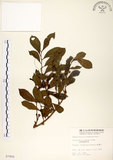 中文名:細葉饅頭果 (S007955)學名:Glochidion rubrum Blume(S007955)英文名:Common Glochidion