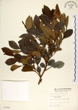 中文名:細葉饅頭果 (S007956)學名:Glochidion rubrum Blume(S007956)英文名:Common Glochidion
