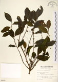 中文名:細葉饅頭果 (S009101)學名:Glochidion rubrum Blume(S009101)英文名:Common Glochidion