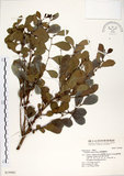 中文名:細葉饅頭果 (S019981)學名:Glochidion rubrum Blume(S019981)英文名:Common Glochidion
