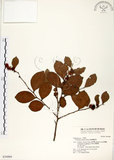 中文名:細葉饅頭果 (S034989)學名:Glochidion rubrum Blume(S034989)英文名:Common Glochidion