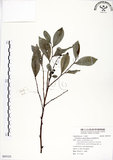 中文名:細葉饅頭果 (S095325)學名:Glochidion rubrum Blume(S095325)英文名:Common Glochidion