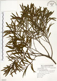 中文名:相思樹(S082622)學名:Acacia confusa Merr.(S082622)英文名:Taiwan Acacia