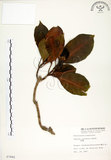 中文名:灰莉(S007865)學名:Fagraea ceilanica Thunb.(S007865)英文名:Sasaki Fagraea