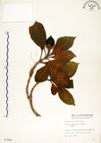 中文名:灰莉(S007866)學名:Fagraea ceilanica Thunb.(S007866)英文名:Sasaki Fagraea