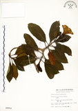 中文名:灰莉(S009952)學名:Fagraea ceilanica Thunb.(S009952)英文名:Sasaki Fagraea
