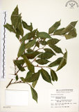 中文名:菲律賓榕(S011072)學名:Ficus ampelas Burm. f.(S011072)英文名:Kings Fig