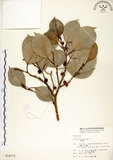 中文名:垂榕(S014371)學名:Ficus benjamina L.(S014371)中文別名:白榕英文名:White Bark Fig-tree, Benjamin Fig