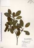 中文名:榕樹(S079839)學名:Ficus microcarpa L. f.(S079839)英文名:Marabutan, Yongshuh, India Laurel Fig