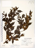 中文名:十子木(S007770)學名:Decaspermum gracilentum (Hance) Merr. & Perry(S007770)中文別名:加入舅英文名:Decaspermum
