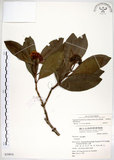 中文名:高士佛赤楠(S039816)學名:Syzygium kusukusense (Hayata) Mori(S039816)英文名:Hengchun Eugenia