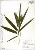 中文名:莎勒竹(S010393)學名:Schizostachyum diffusum (Blanco) Merr.(S010393)英文名:Climbing Bamboo