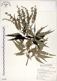 中文名:黃荊(S039830)學名:Vitex negundo L.(S039830)