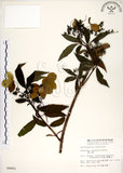 中文名:華八仙(S009601)學名:Hydrangea chinensis Maxim.(S009601)英文名:Chinese Hydrangea