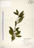 中文名:華八仙(S014562)學名:Hydrangea chinensis Maxim.(S014562)英文名:Chinese Hydrangea