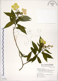 中文名:華八仙(S072728)學名:Hydrangea chinensis Maxim.(S072728)英文名:Chinese Hydrangea