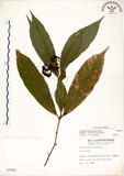 中文名:疏齒紫珠(S007860)學名:Callicarpa remotiserrulata Hayata(S007860)中文別名:恆春紫珠英文名:Hengchun beauty-berry