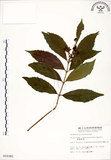 中文名:疏齒紫珠(S010381)學名:Callicarpa remotiserrulata Hayata(S010381)中文別名:恆春紫珠英文名:Hengchun beauty-berry