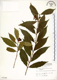 中文名:疏齒紫珠(S010382)學名:Callicarpa remotiserrulata Hayata(S010382)中文別名:恆春紫珠英文名:Hengchun beauty-berry