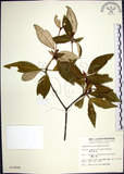 中文名:裡白巴豆(S010000)學名:Croton cascarilloides Raeusch.(S010000)英文名:Cuming Croton