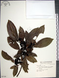 中文名:九重吹(S047188)學名:Ficus nervosa Heyne ex Roth.(S047188)中文別名:九丁樹英文名:Mountain Fig