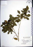 中文名:月橘(S019971)學名:Murraya paniculata (L.) Jack.(S019971)英文名:Common Jasmin Orange